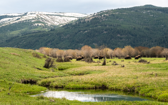 Yellowstone National Park 