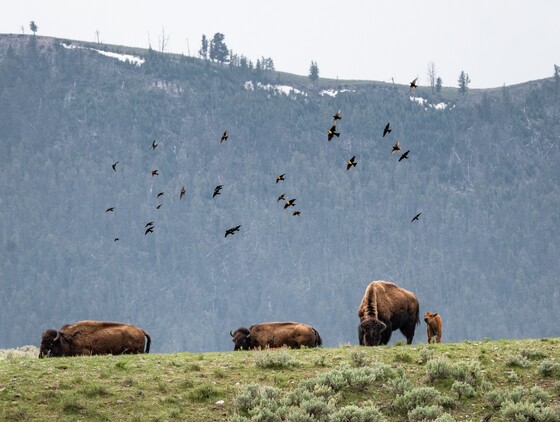 Yellowstone National Park