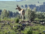 Yellowstone National Park