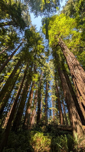 Redwood National Park 