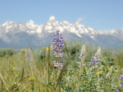 Grand Teton National Park