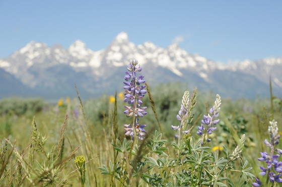 Grand Teton National Park