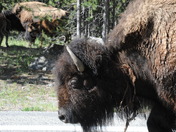 Yellowstone National Park 