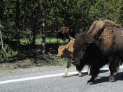 Yellowstone National Park 
