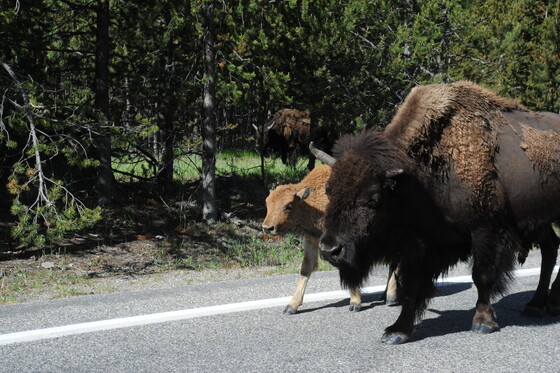 Yellowstone National Park 