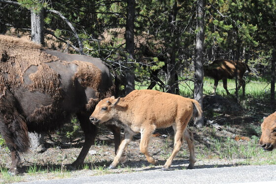 Yellowstone National Park 