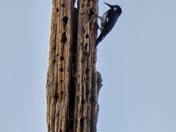 Chiracahua National Monument 