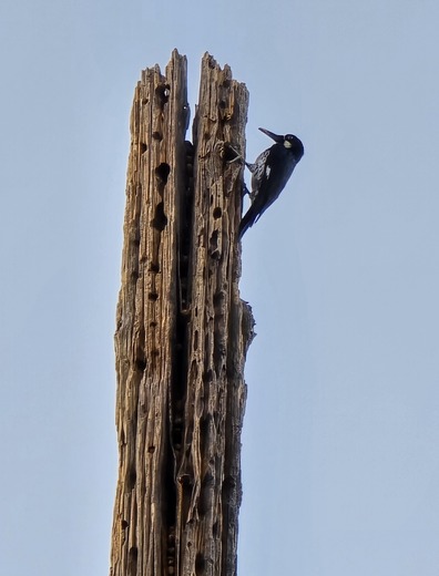 Chiracahua National Monument 