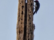 Chiracahua National Monument 