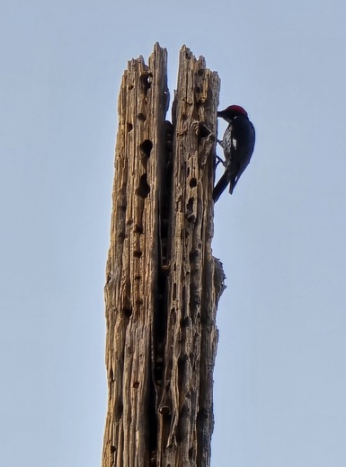 Chiracahua National Monument 