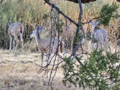 Chiracahua National Monument 