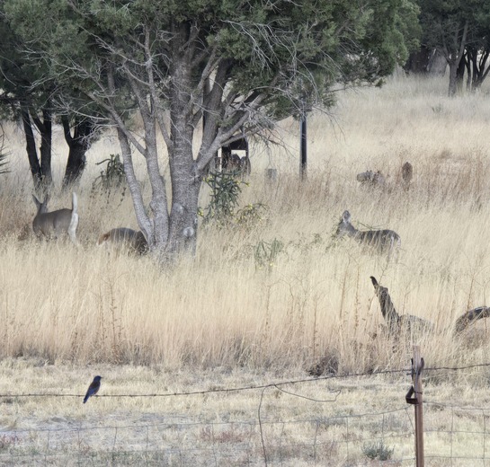 Chiracahua National Monument 