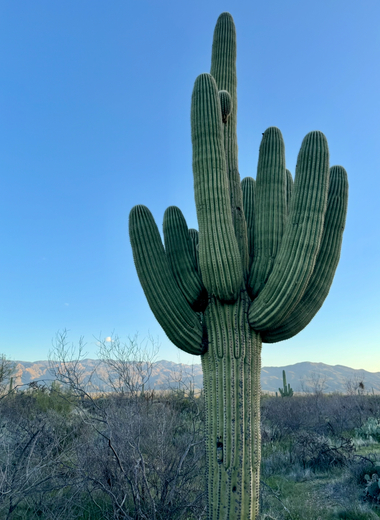 Saguaro National Park