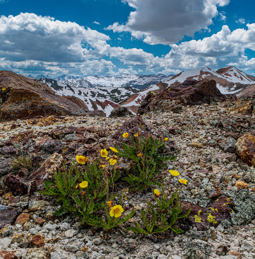 Uncompahgre National Forest 