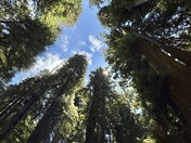 Redwoods National Park 
