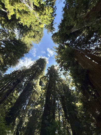 Redwoods National Park 