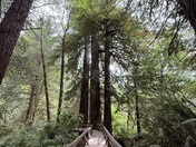 Redwoods National Park