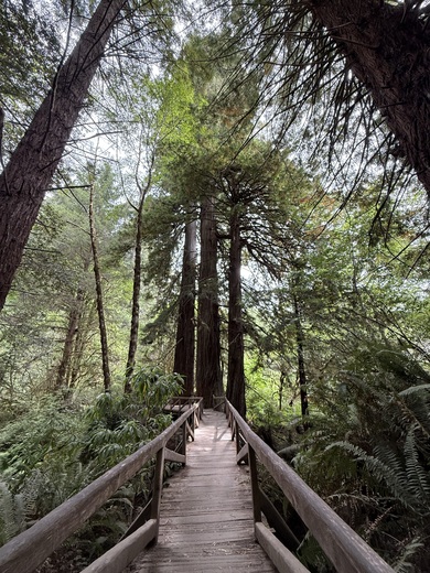 Redwoods National Park