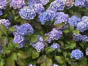 Redwoods National Park