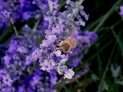 Sierra National Forest