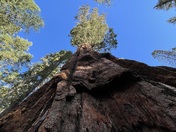 Sequoia National Forest