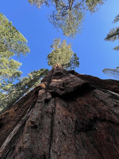 Sequoia National Forest