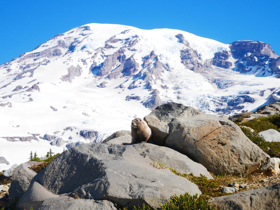 Mount Rainier National Park