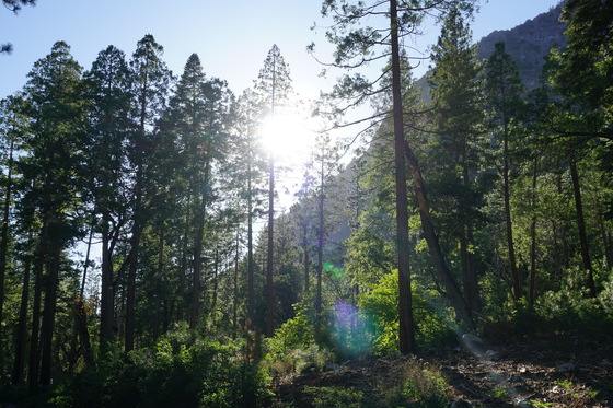 Sequoia and Kings Canyon National Park