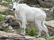 Glacier National Park