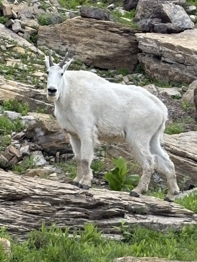 Glacier National Park