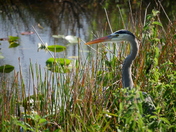 Everglades National Park