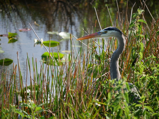Everglades National Park