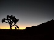 Joshua Tree National Park