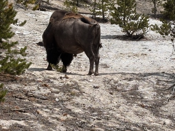Yellowstone National Park
