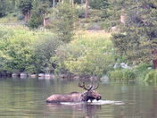 Rocky Mountain Moose