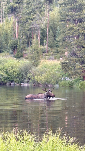 Rocky Mountain Moose