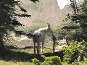 Glacier National Park 