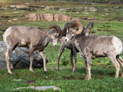 Glacier National Park