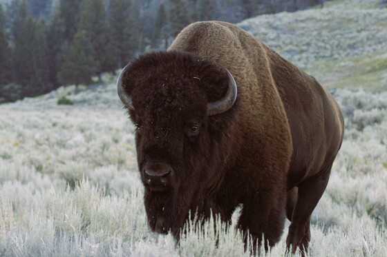 Yellowstone National Park