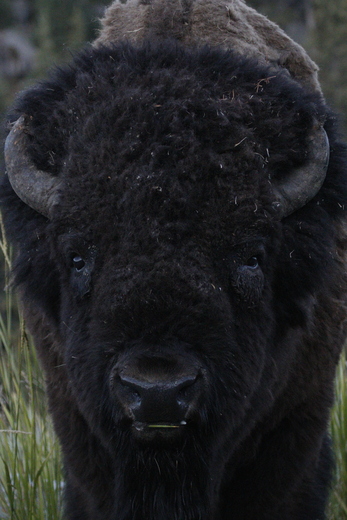Yellowstone National Park