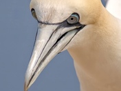 Gannet of Ile Bonaventure