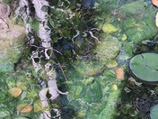 Pine Top Wilderness Campground 