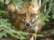 Peeking Fox