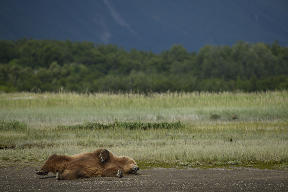 Katmai National Park