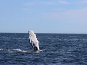 High five from the sea