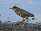 Moon Walk - the Green Heron
