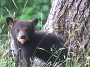 Great Smoky Mountains National Park