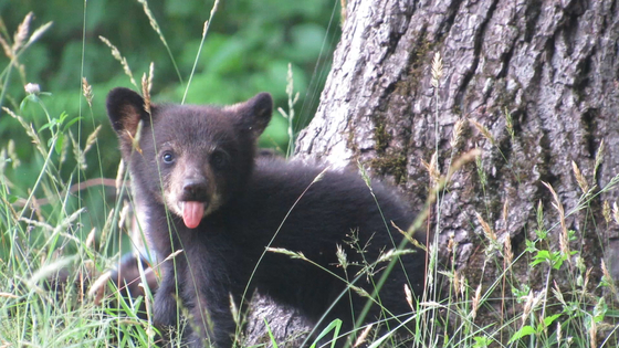 Great Smoky Mountains National Park