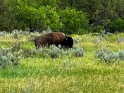 Theodore Roosevelt National Park