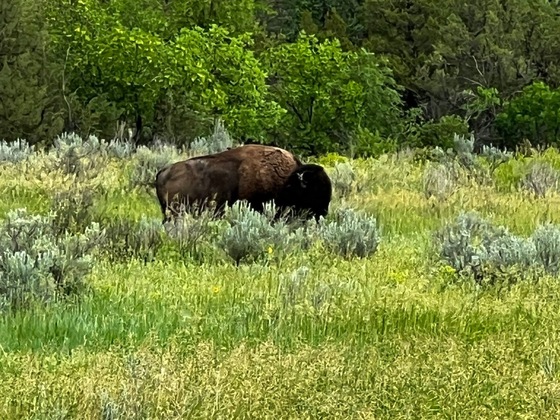 Theodore Roosevelt National Park